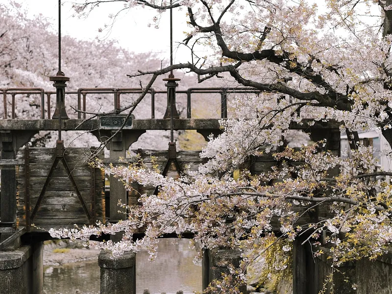 7N Japan Early Cherry Blossom Getaway | Ex-DEL photo 11