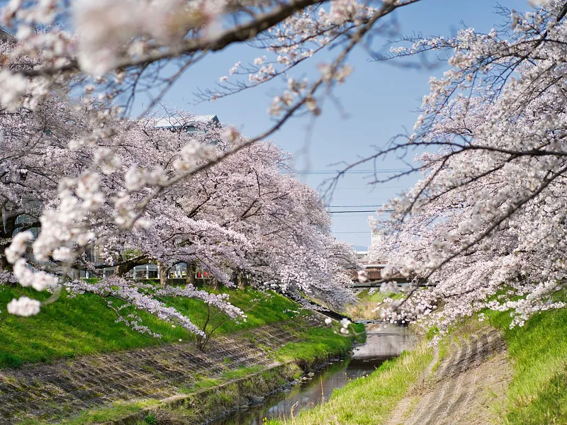 7N Japan Early Cherry Blossom Getaway | Ex-DEL photo 10