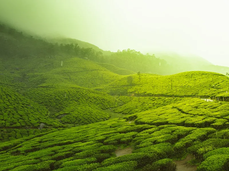The Signature Kerala Journey photo 8