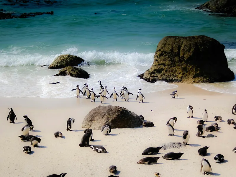 Cape Town Escape - (Deluxe) photo 6