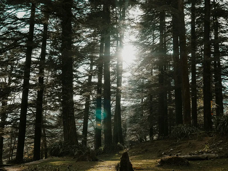 McLeod Ganj and Triund Trek from Delhi photo 6